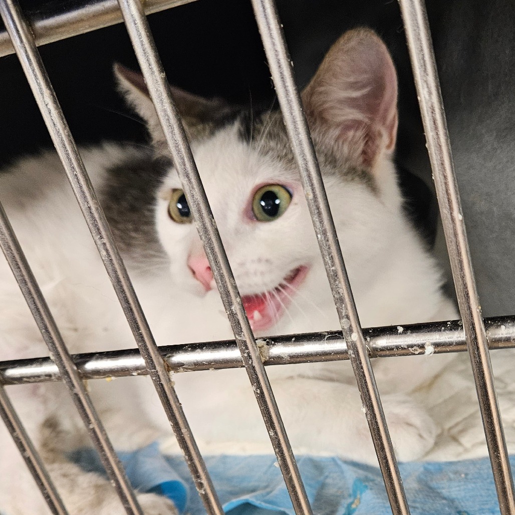 Coconut, an adoptable Domestic Short Hair in Midland, TX, 79701 | Photo Image 1