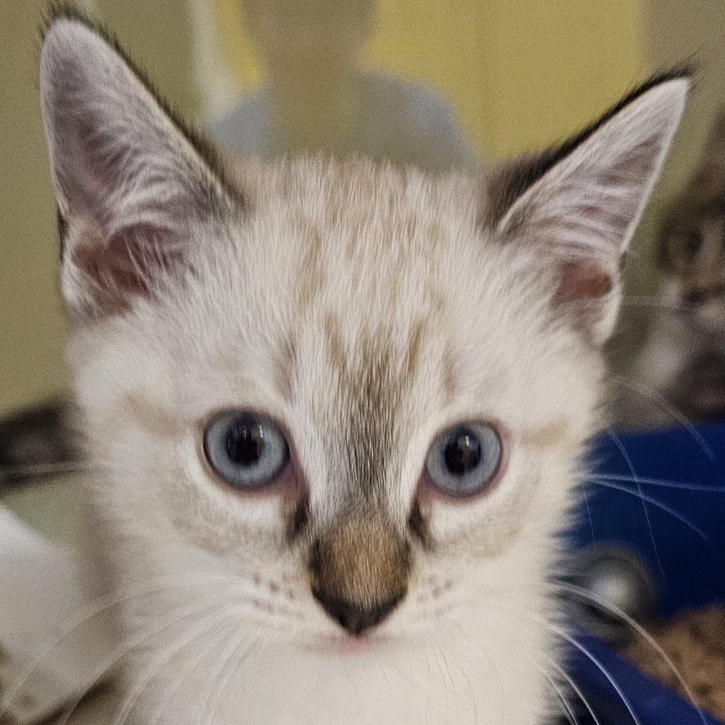 Lulu