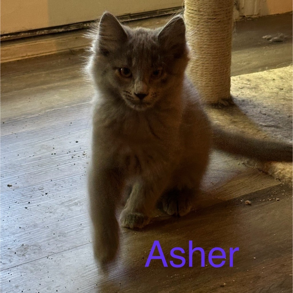 Asher
