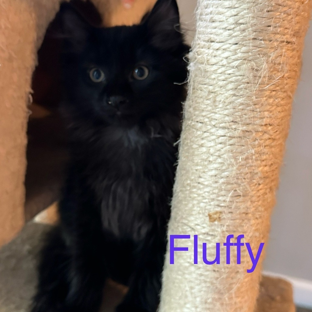 Fluffy