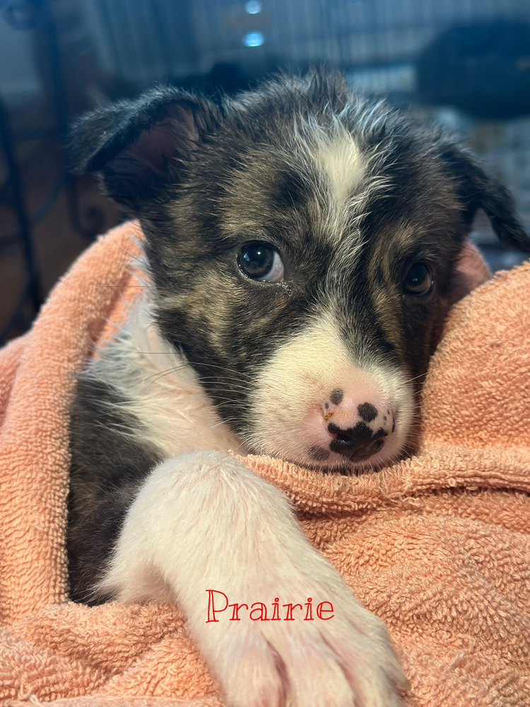 Adopt Prairie