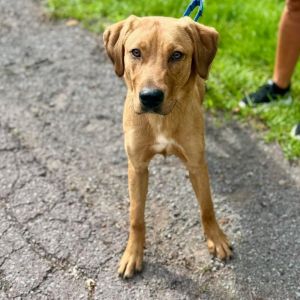 BISCUIT, Adult Male unknown