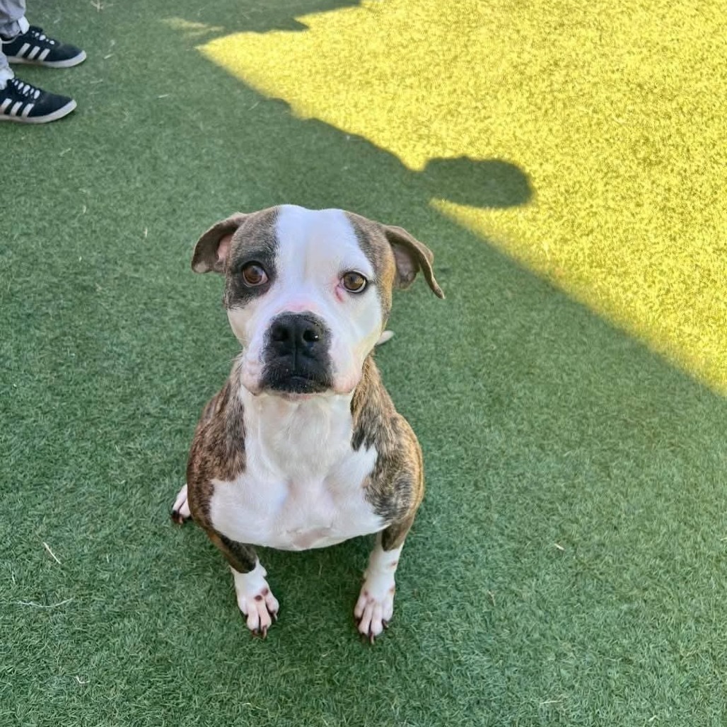 Kahlua #2 Staffie mix