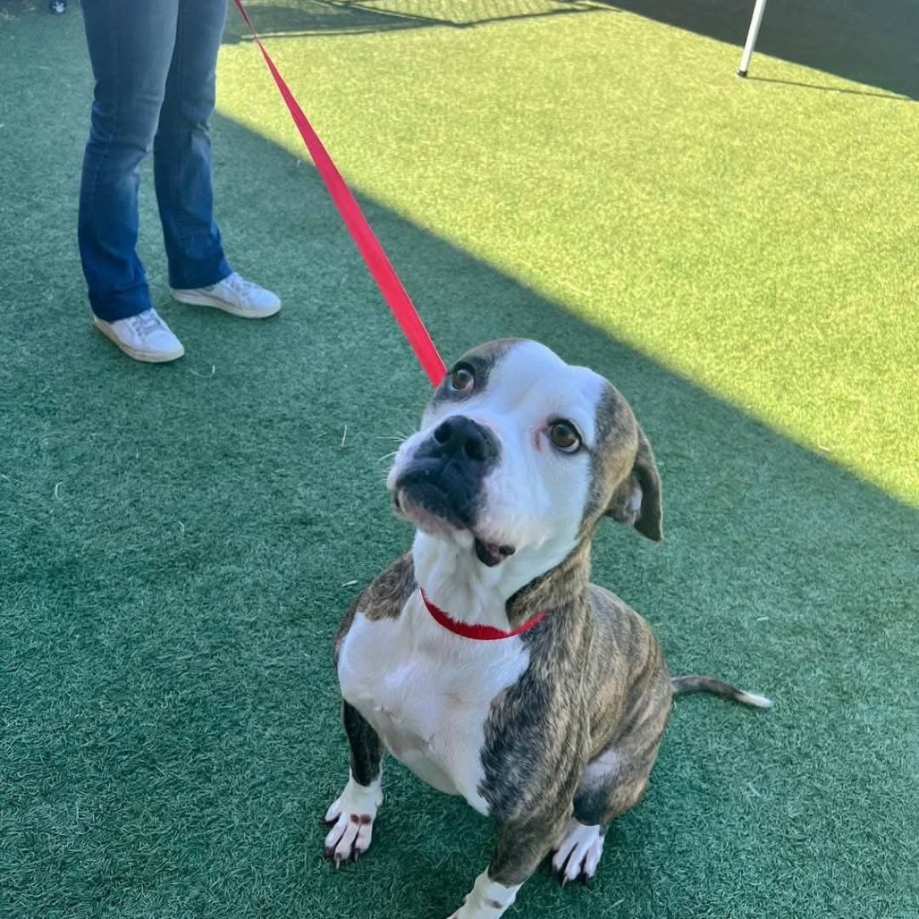 Kahlua #2 Staffie mix