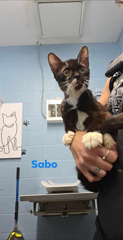 Sabo
