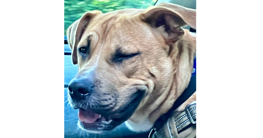 Chance fka Yoyo (Cherry Litter)