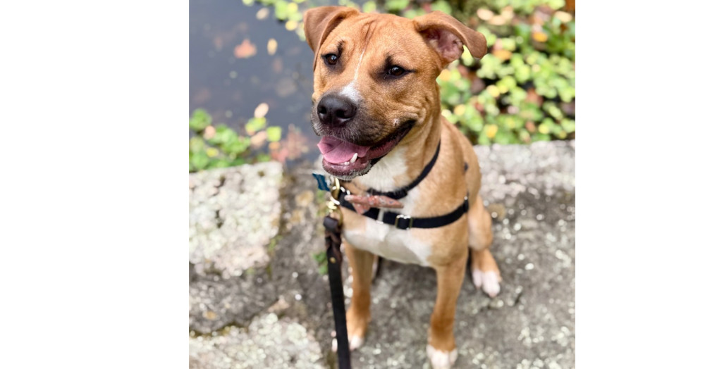 Chance fka Yoyo (Cherry Litter)