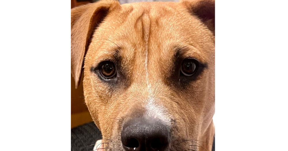 Chance fka Yoyo (Cherry Litter)