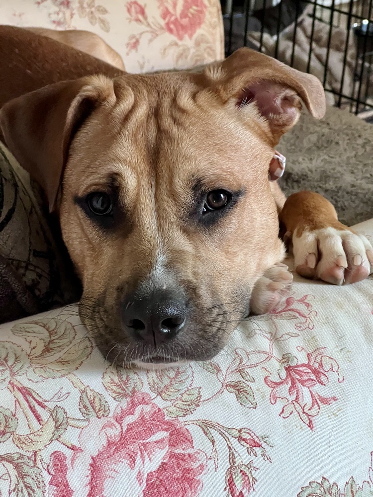 AC - Chance aka Yoyo (Cherry Litter)