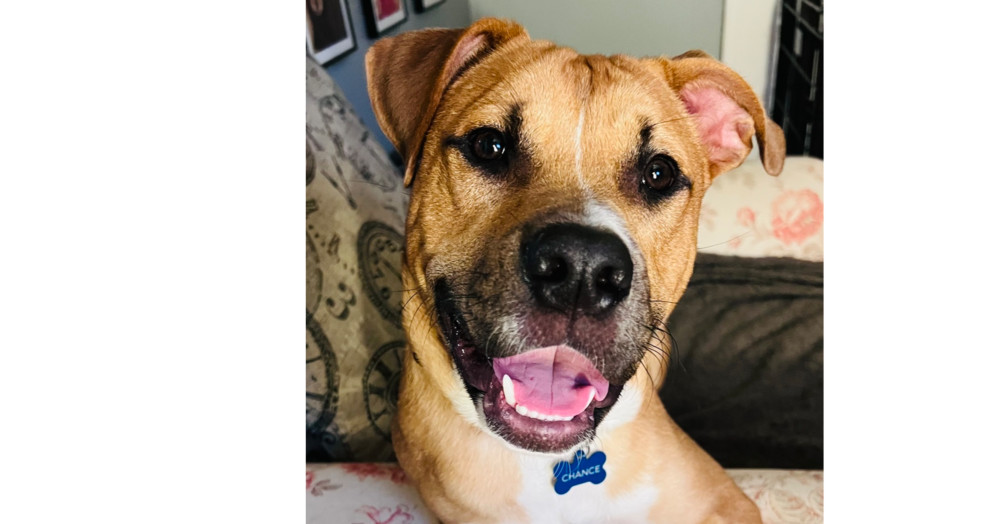 Chance fka Yoyo (Cherry Litter)