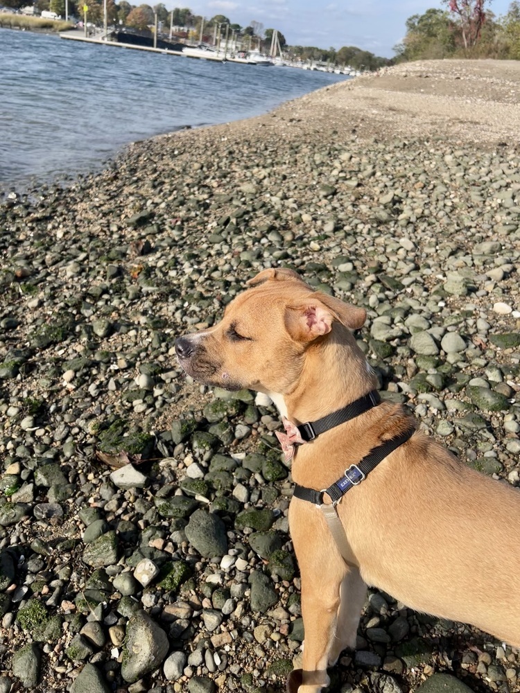 Chance fka Yoyo (Cherry Litter)