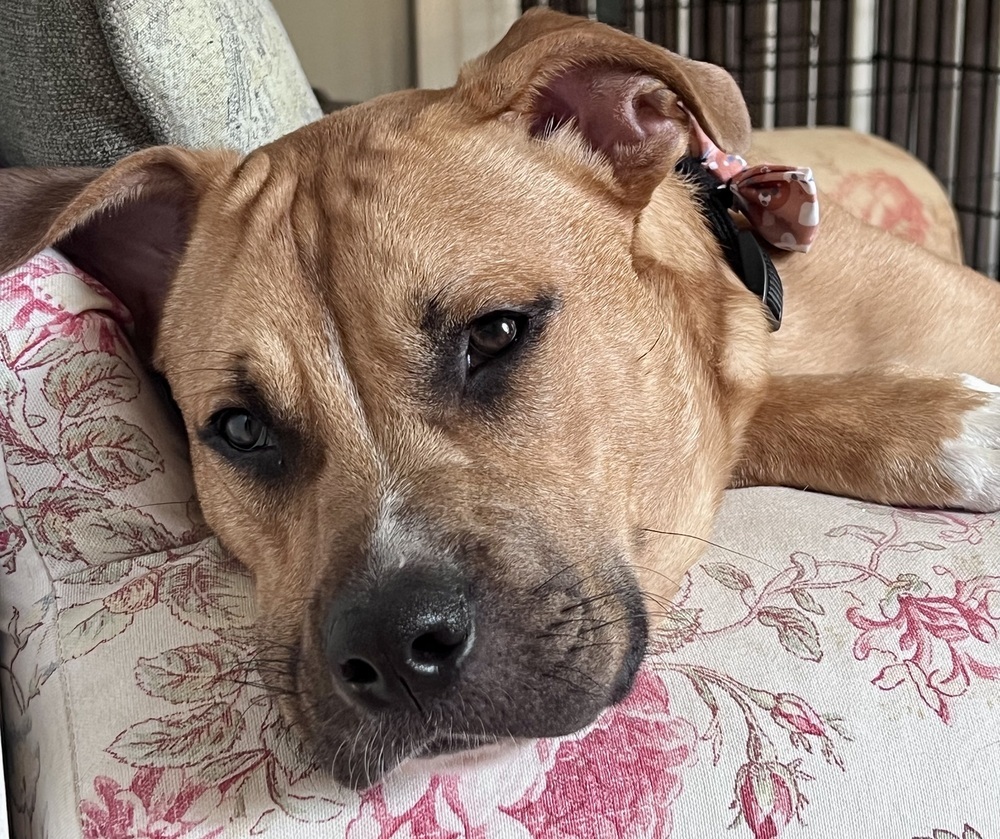 Chance fka Yoyo (Cherry Litter)