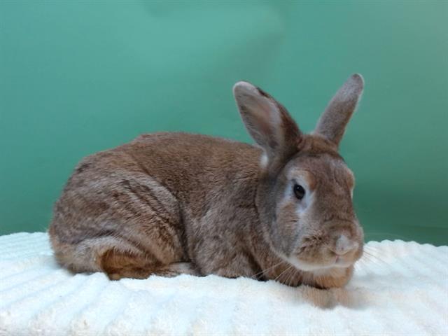 BUNNY