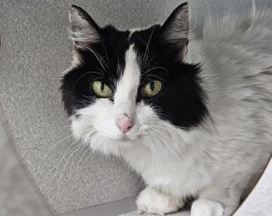 TWILIGHT, Senior Female unknown