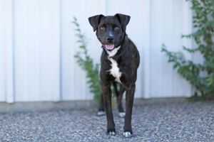 DIXIE, Young Female unknown