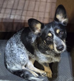 ACDx Ellie, Adult Female unknown