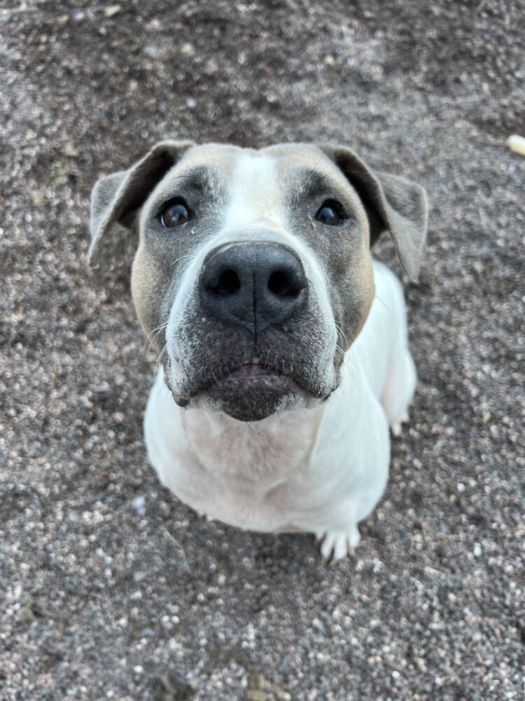 Cinder, an adoptable Mixed Breed in Houghton, MI, 49931 | Photo Image 1