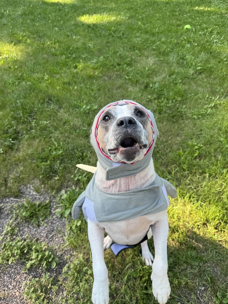 Cinder, an adoptable Mixed Breed in Houghton, MI, 49931 | Photo Image 2