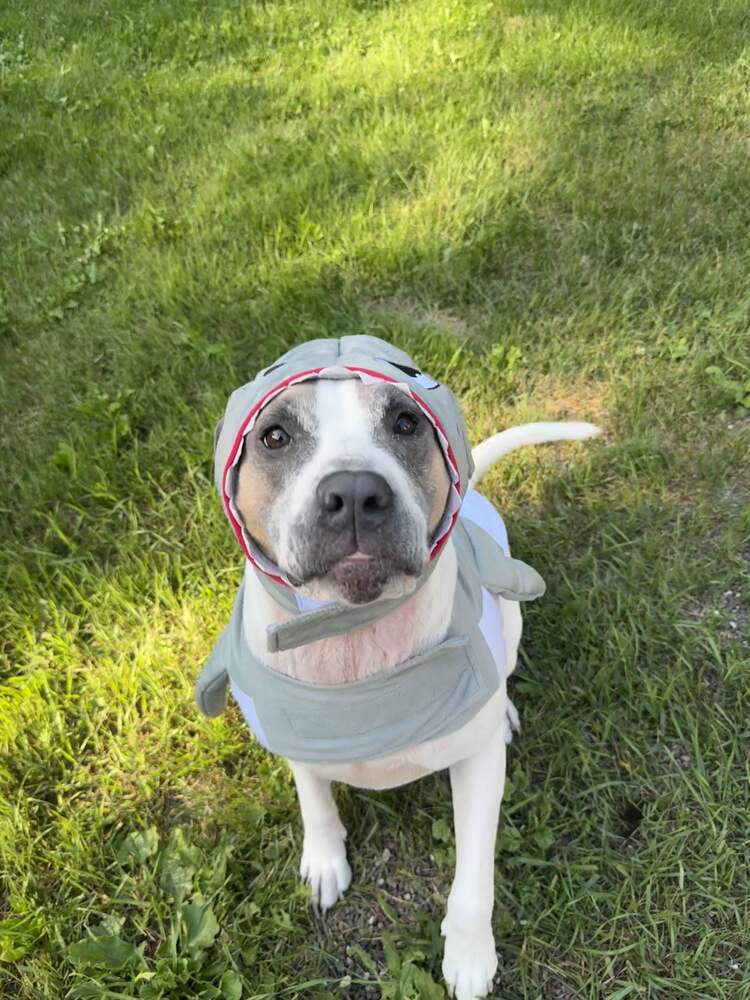 Cinder, an adoptable Mixed Breed in Houghton, MI, 49931 | Photo Image 3