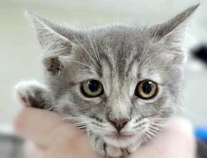 787969, Baby Female unknown