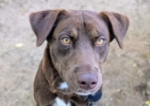 Mocha*, Adult Female unknown