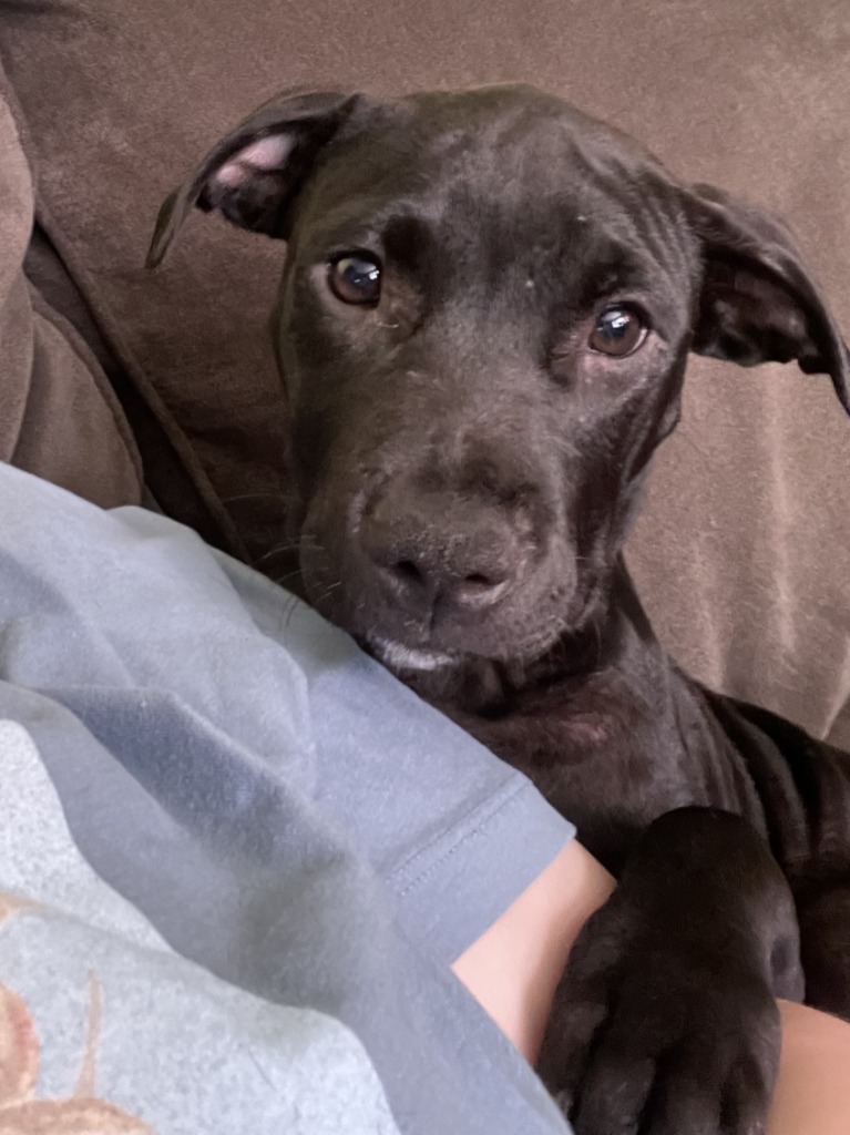 Daphne