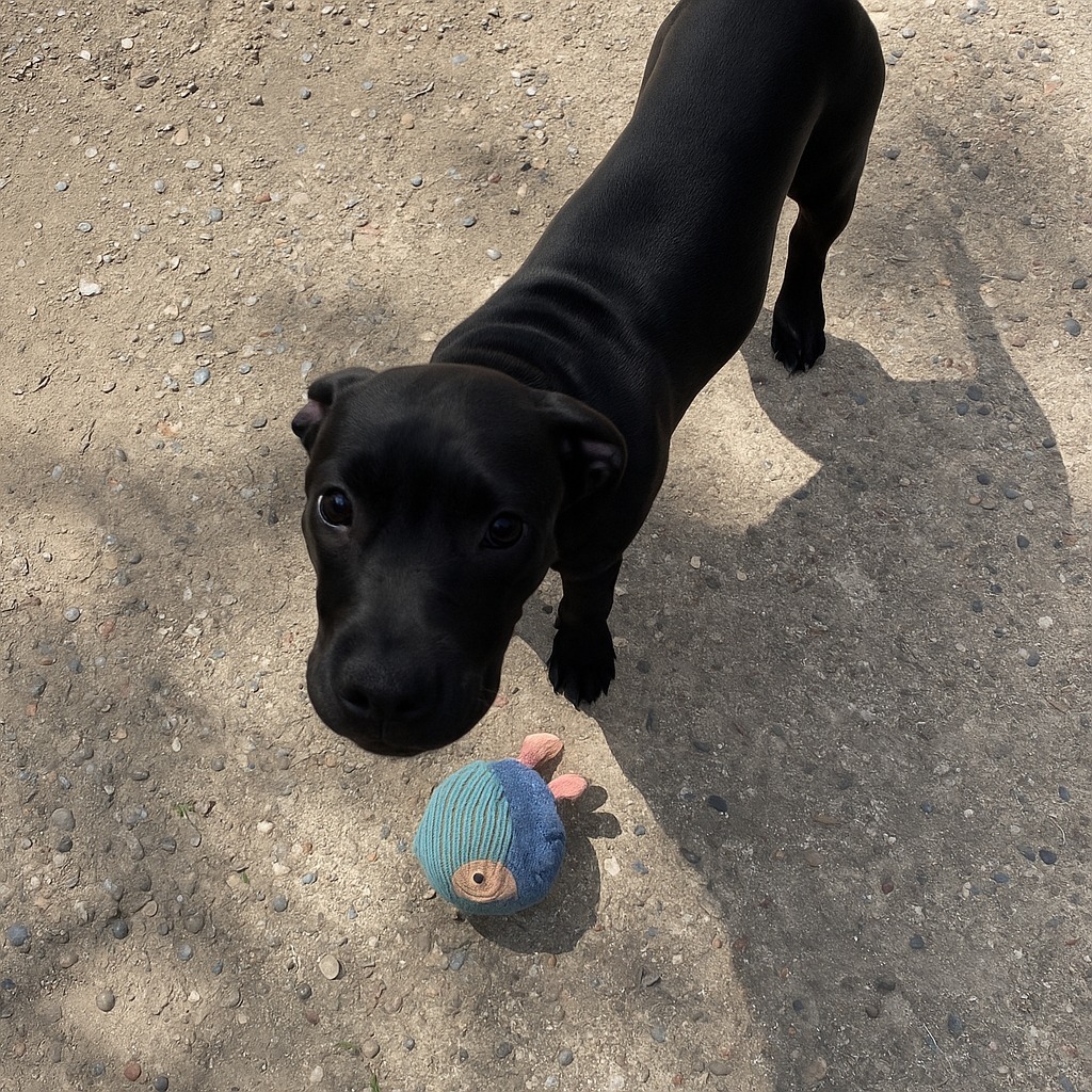 Delilah