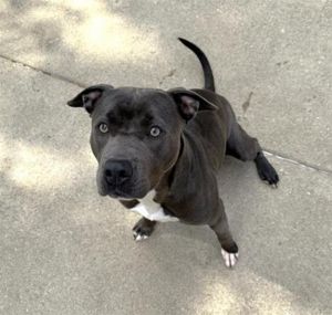 STELLA, Adult Female unknown