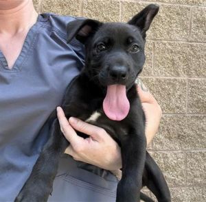SHEBA, Baby Female unknown