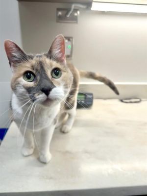 LITTLE GIRL, Adult Female unknown