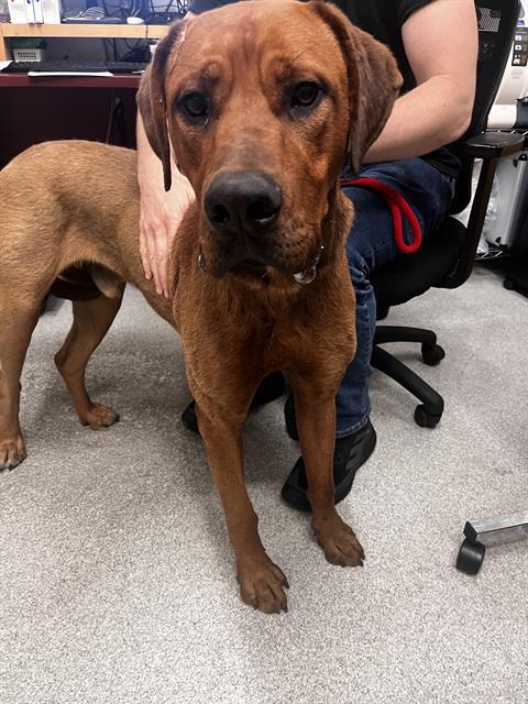 Adopt ROOSEVELT
