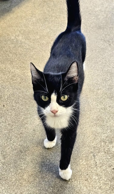 SABRINA