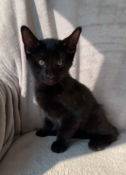 Baxter, an adoptable Domestic Short Hair in Crookston, MN, 56716 | Photo Image 1