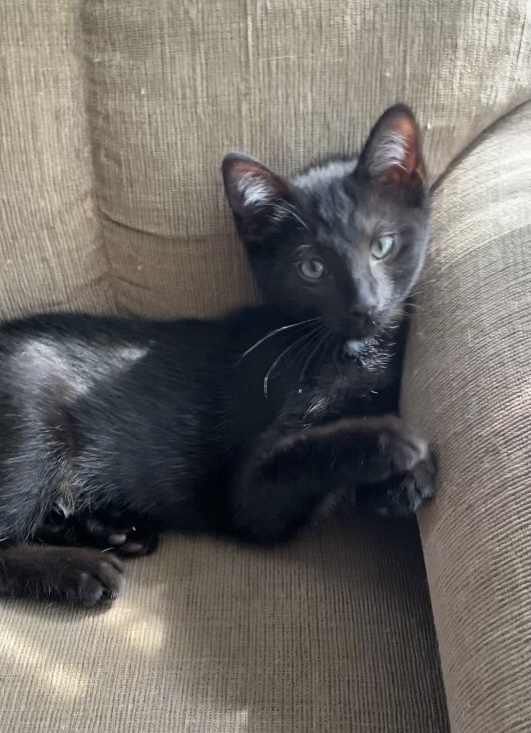 Denali, an adoptable Domestic Short Hair in Crookston, MN, 56716 | Photo Image 1