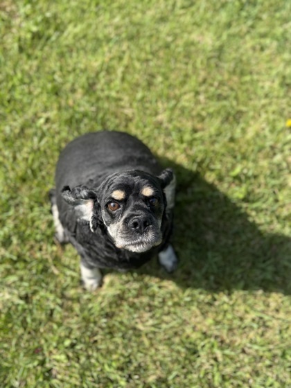 Axel, an adoptable Cocker Spaniel, Mixed Breed in Harbor Springs, MI, 49740 | Photo Image 2