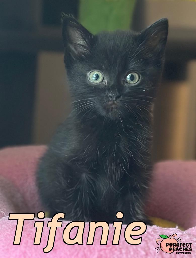 Tifanie