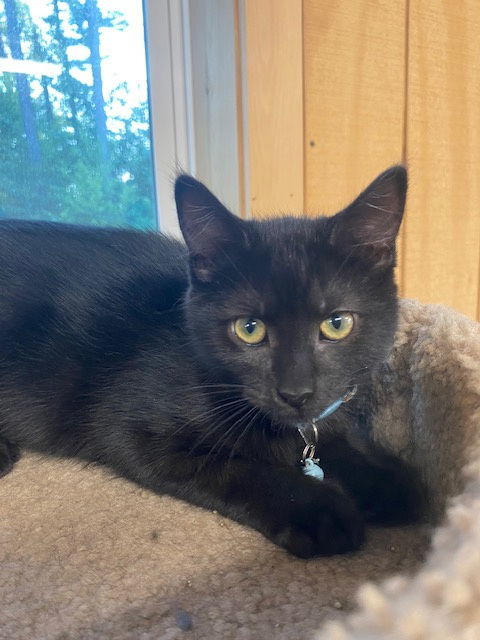 Simon (foster kitten)