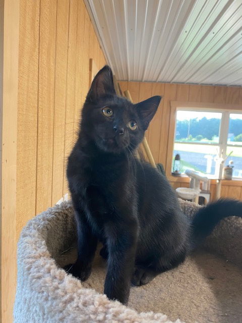 Jasper (foster kitten)