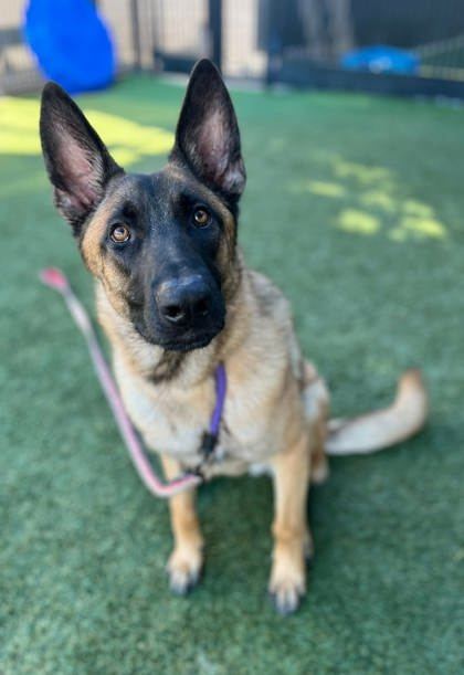 Adopt Boots