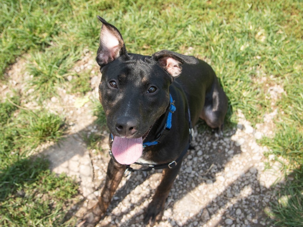 Elmer