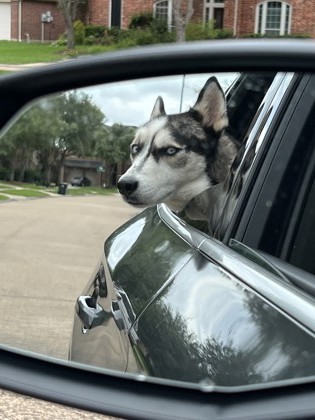 LUCA