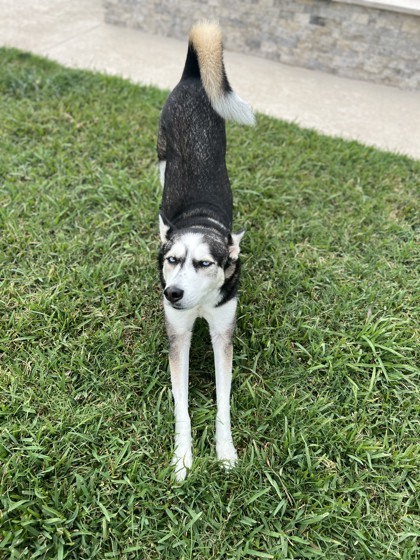 LUCA