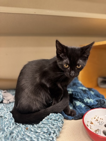 Binx