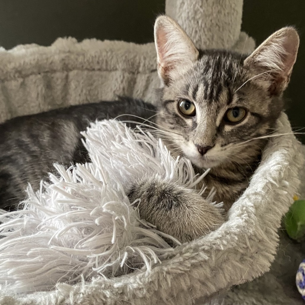 Nala