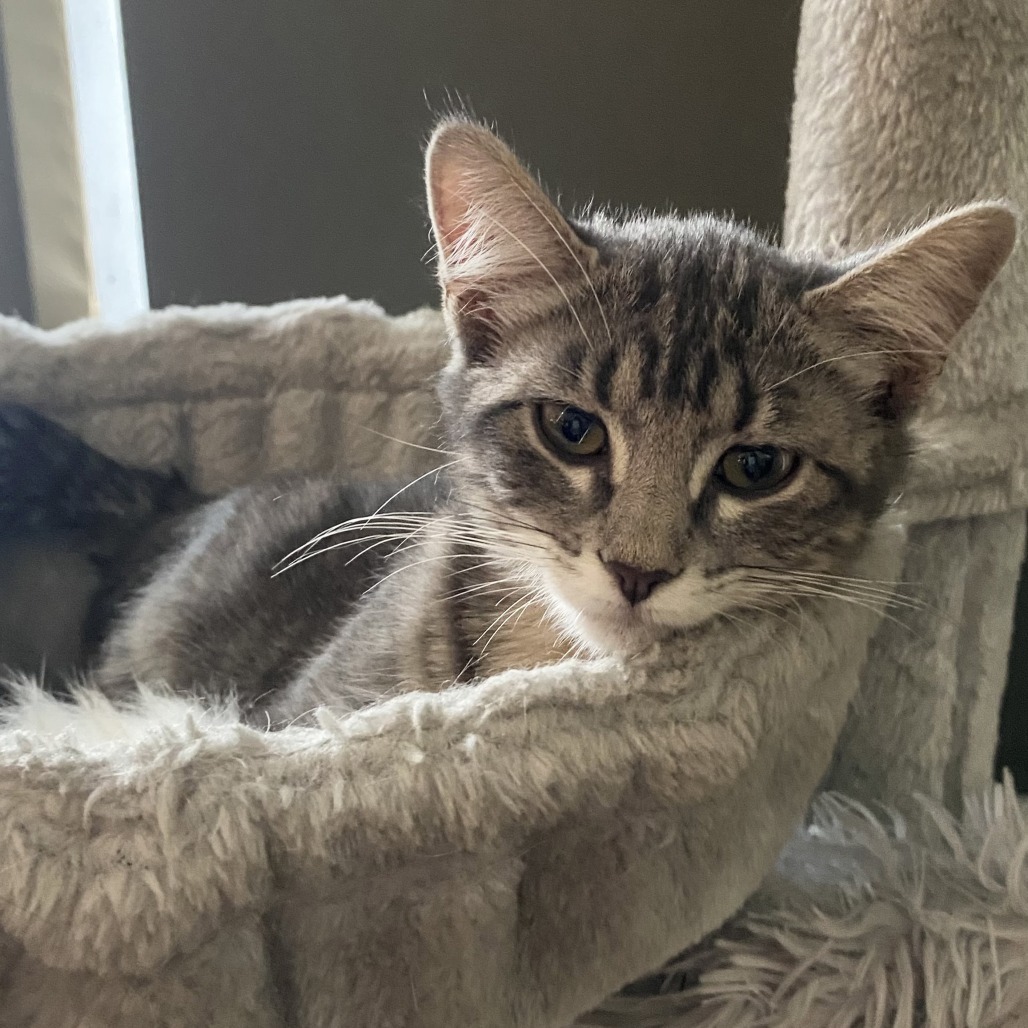 Nala