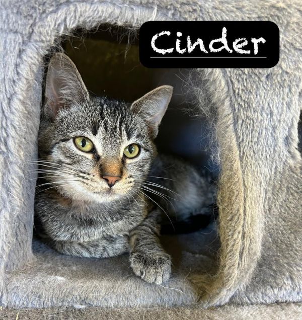 Cinder