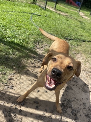 Cora