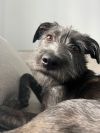 Pookie * photo 2