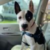Diesel photo 1