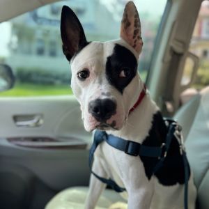Diesel, Adult Male unknown